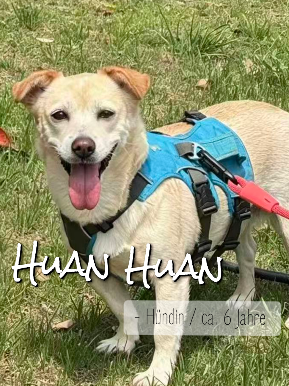@Bao_En_Temple_animalrescue