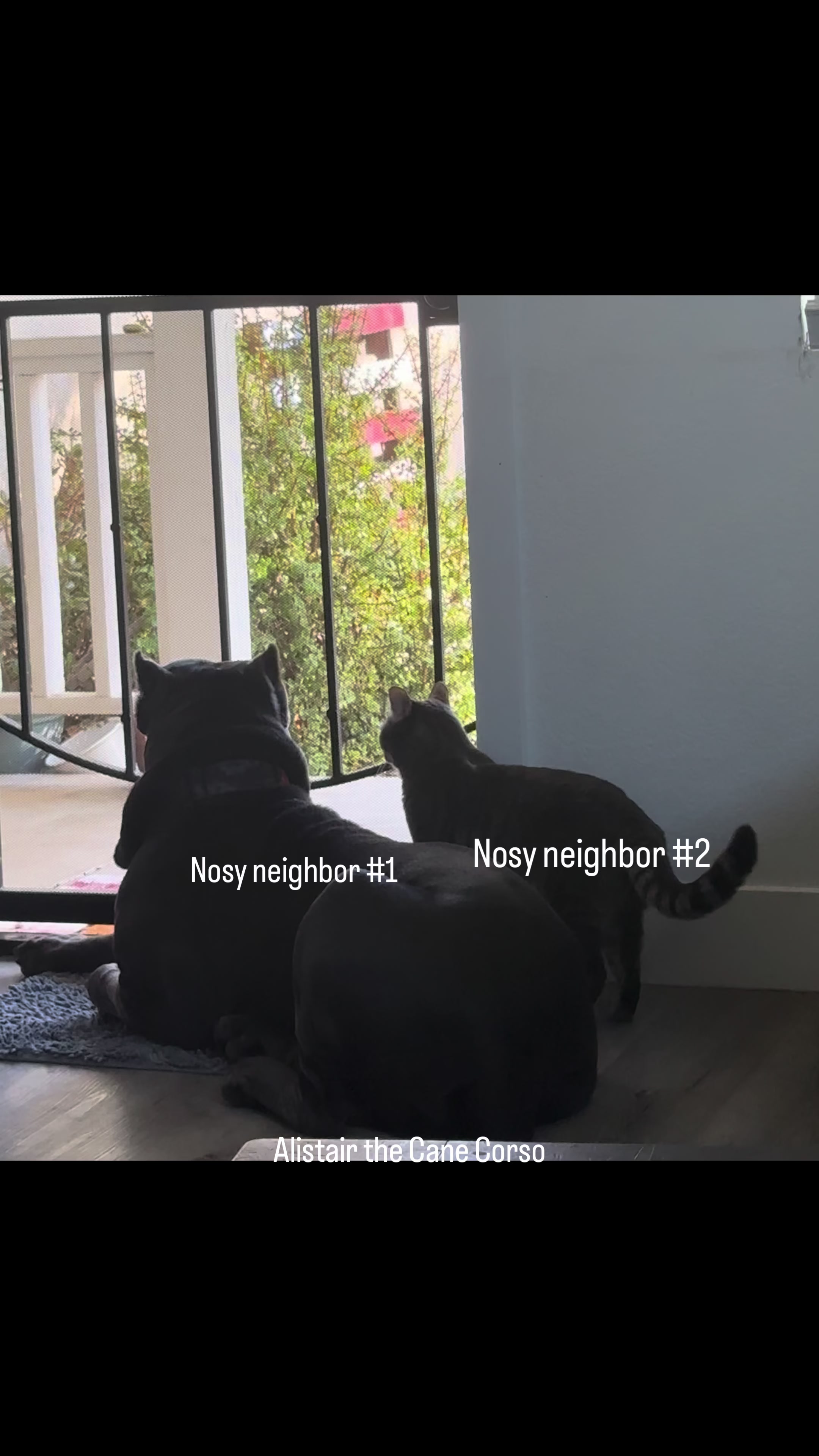 @Alistair the Cane Corso