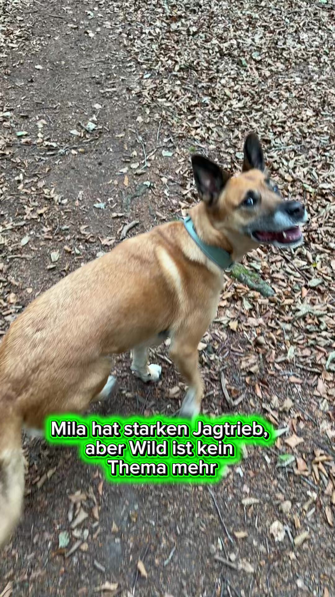 @INSAbenteuerHund