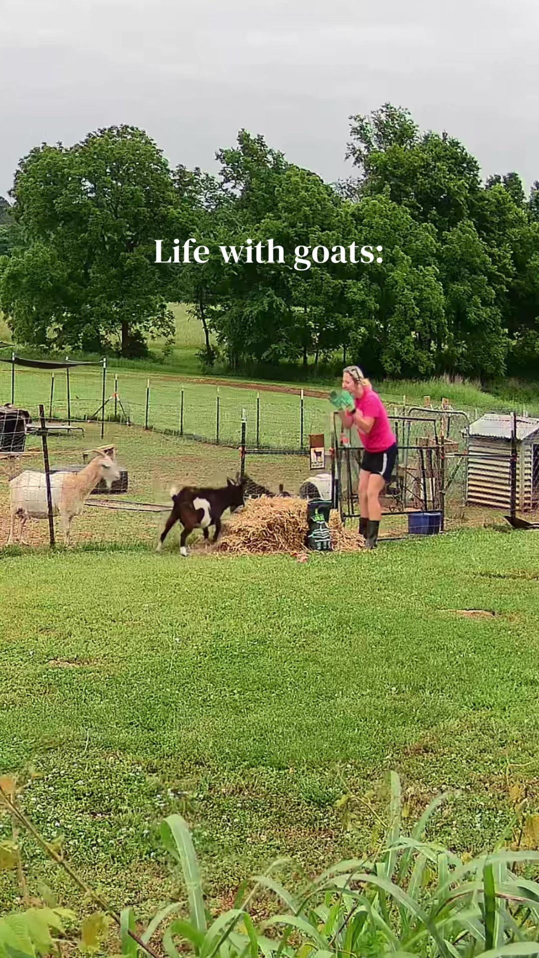 @Momma Tay🐐🐓👩🏼&zwj;🌾💕