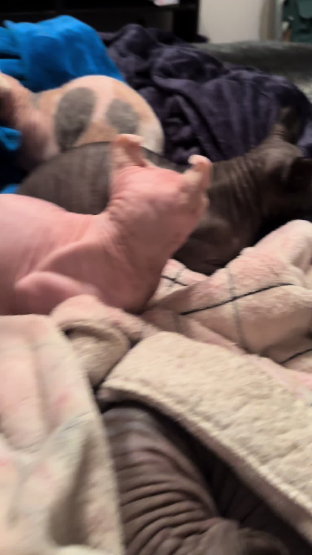 @MySphynxLife