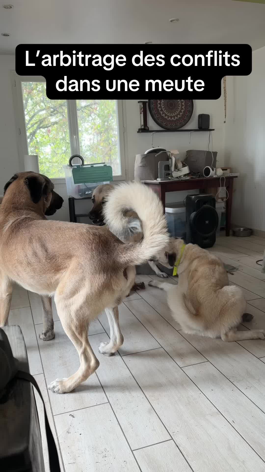 @Purekangal