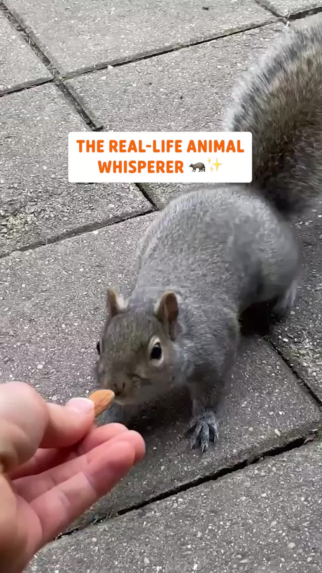 @Pawsome Pets