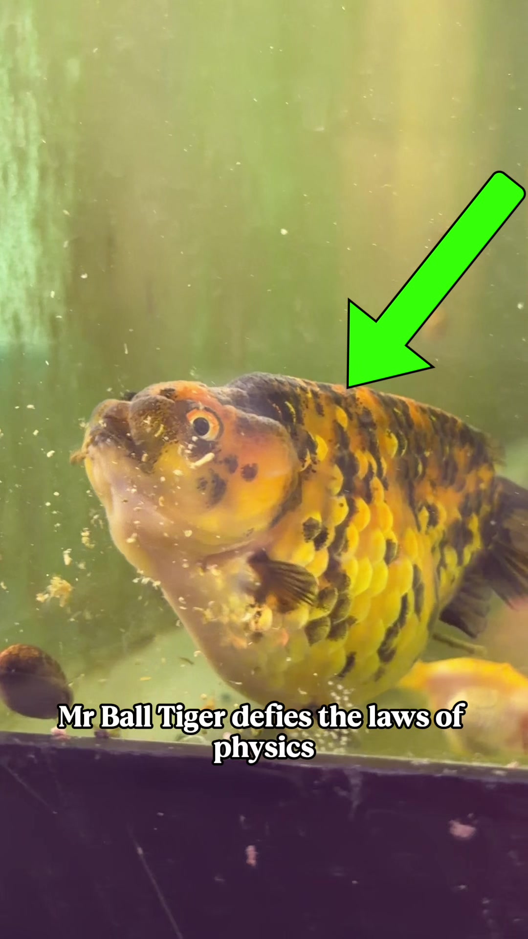 @The Goldfish Guy