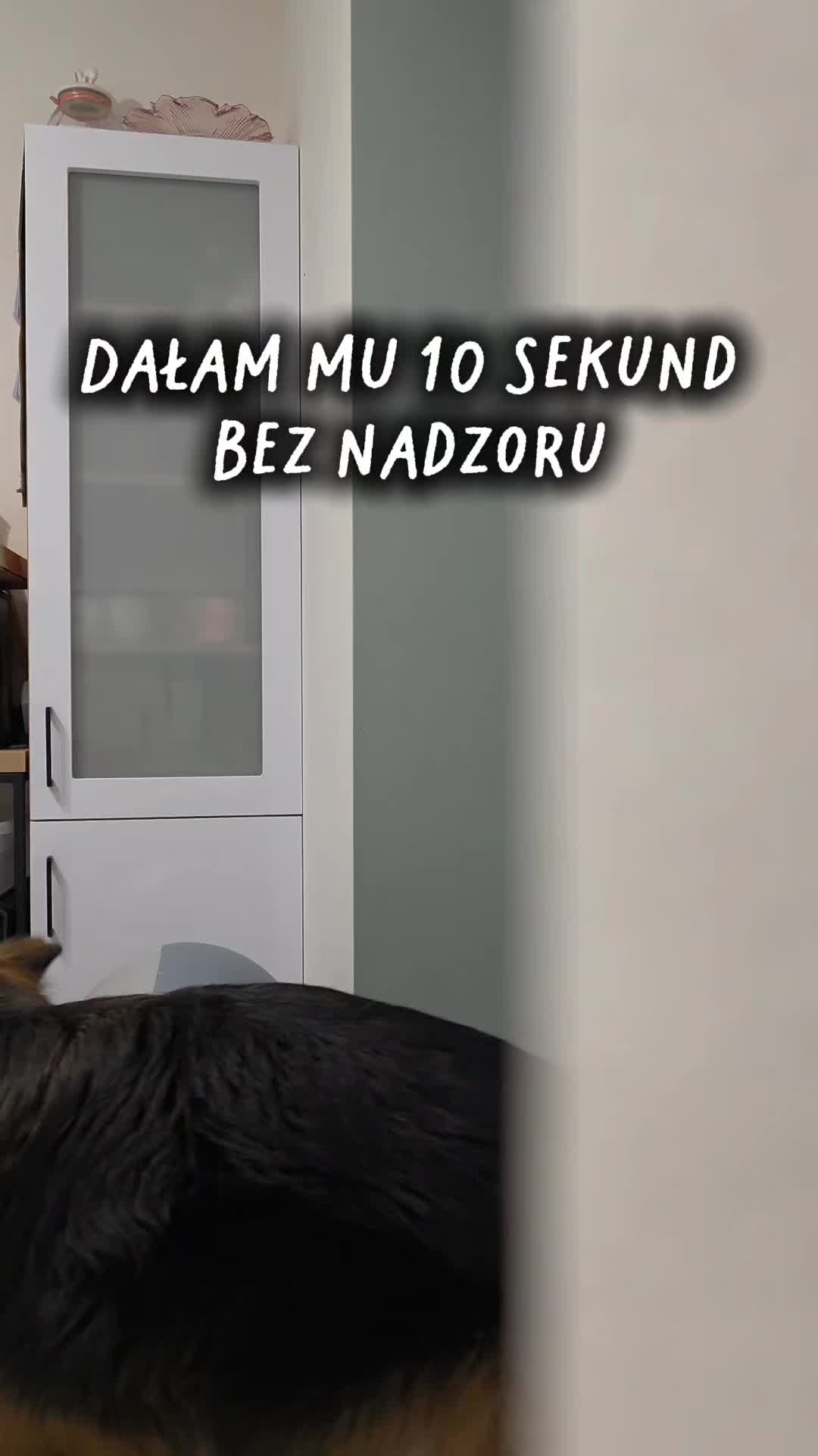 @labidakar
