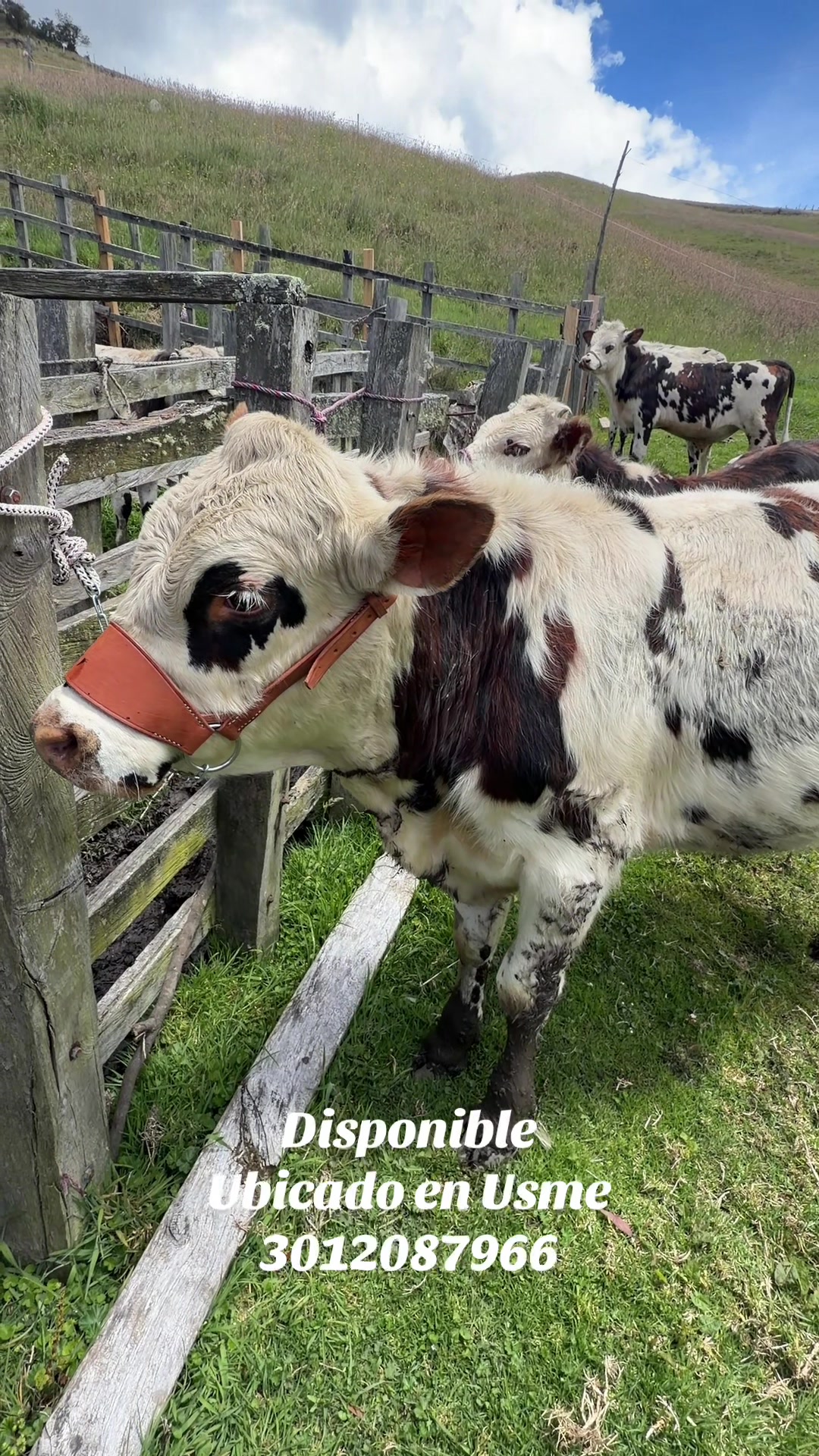 @Ganaderia San Jose 🐄