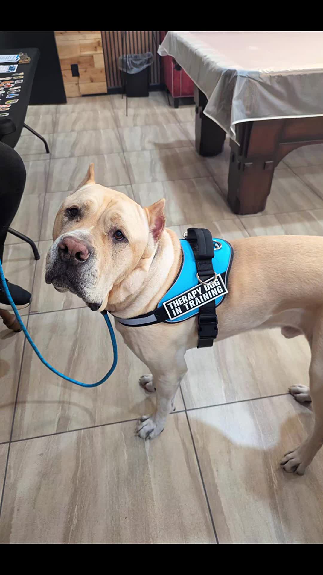 @South Paw Dog Training LLC