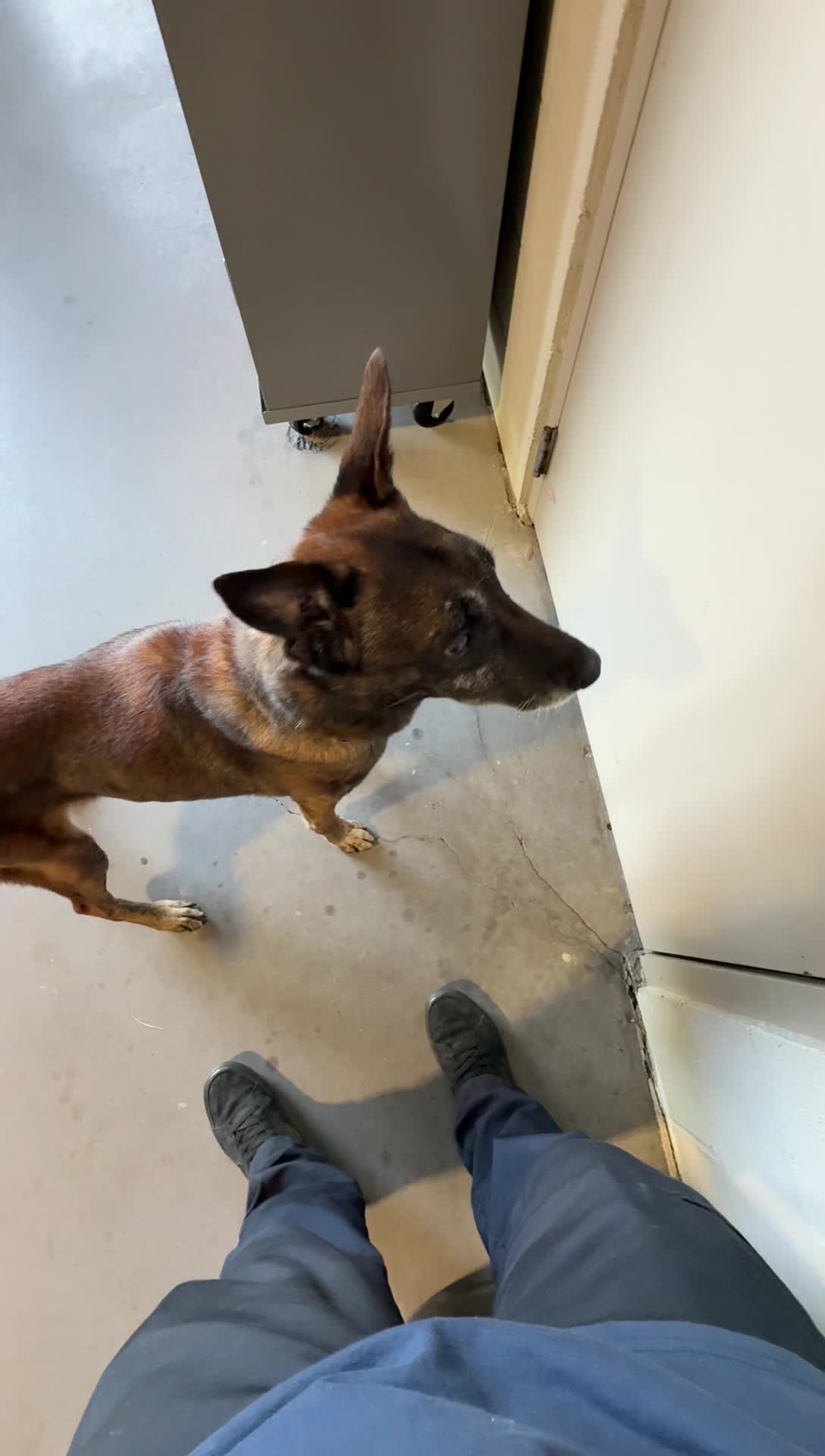 @Ncringdogs