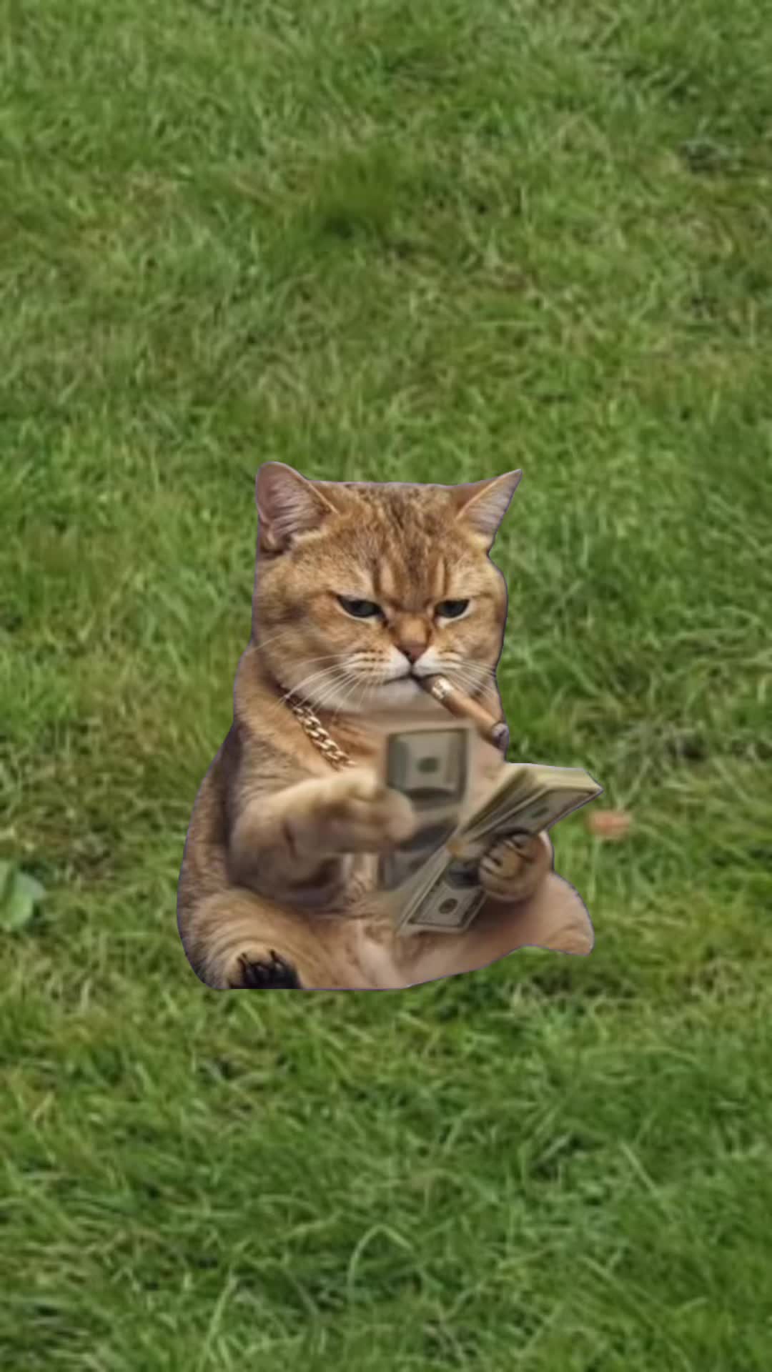 @Gatoflojoloko