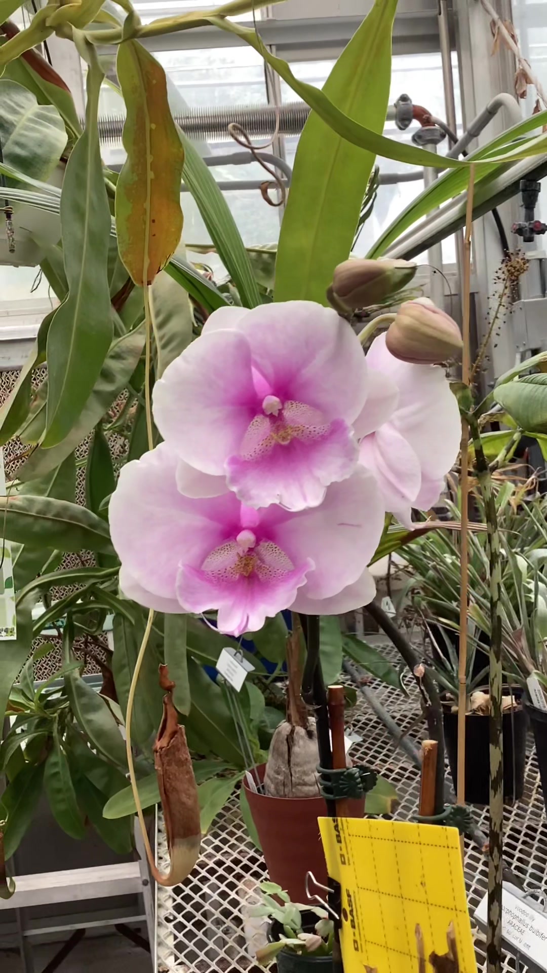 @bsu greenhouse