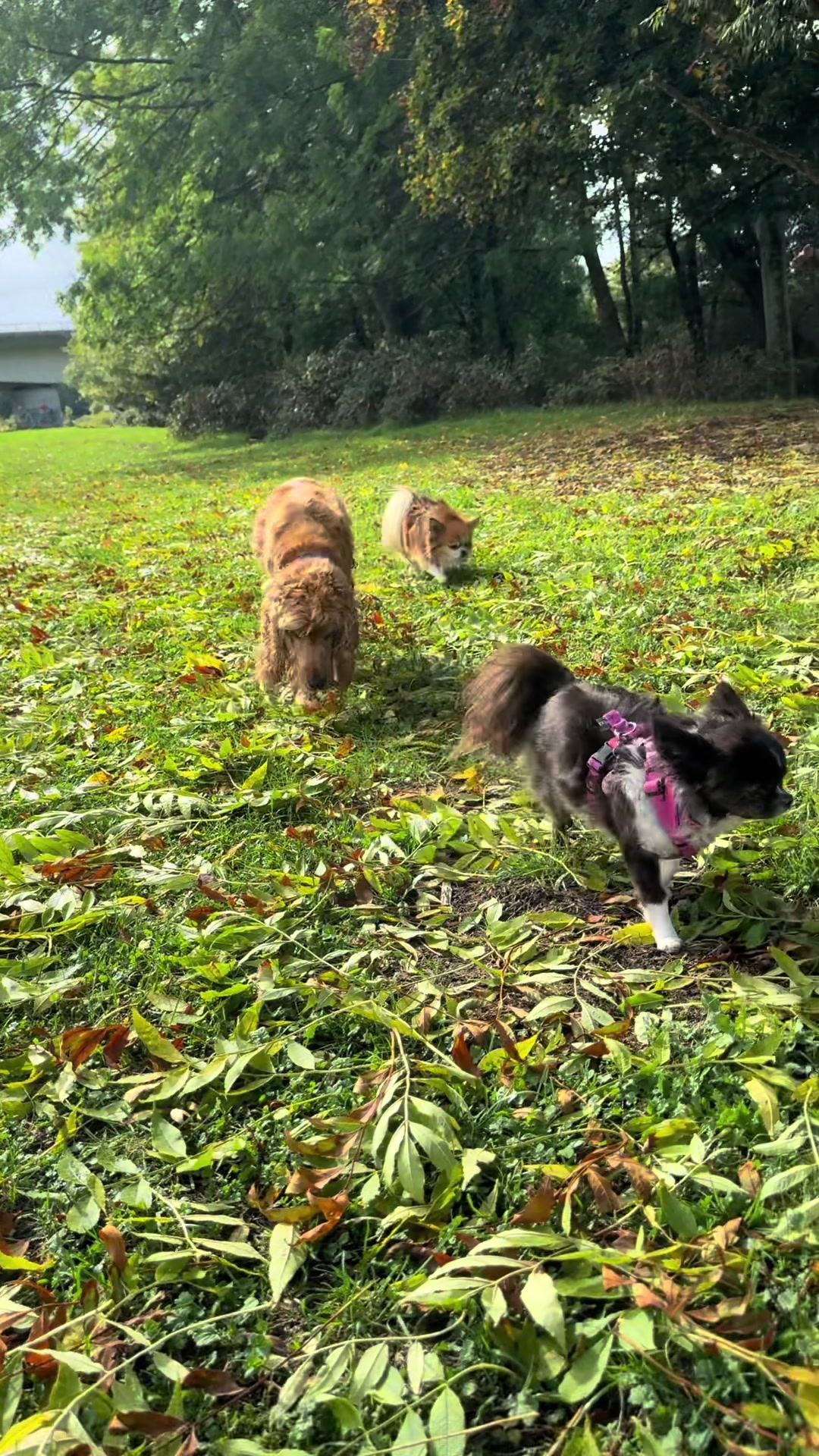 @DogWalk78