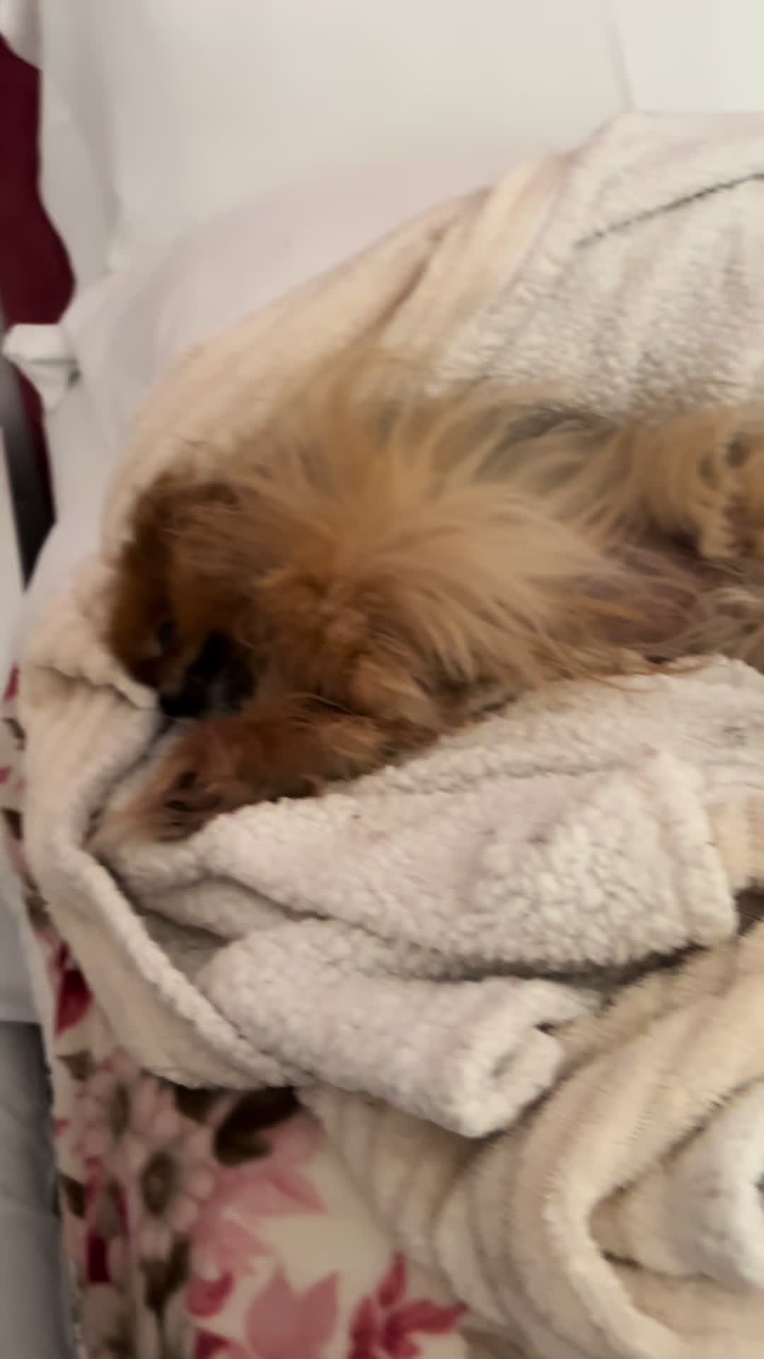 @Flamy Pomerania