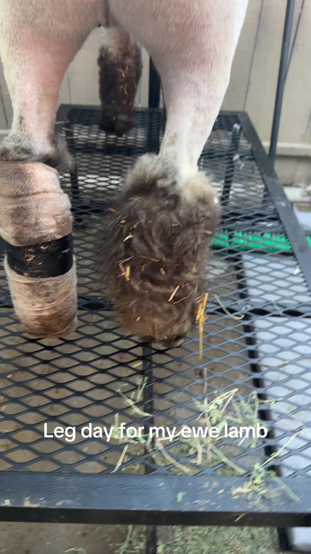 @kyleelivestock