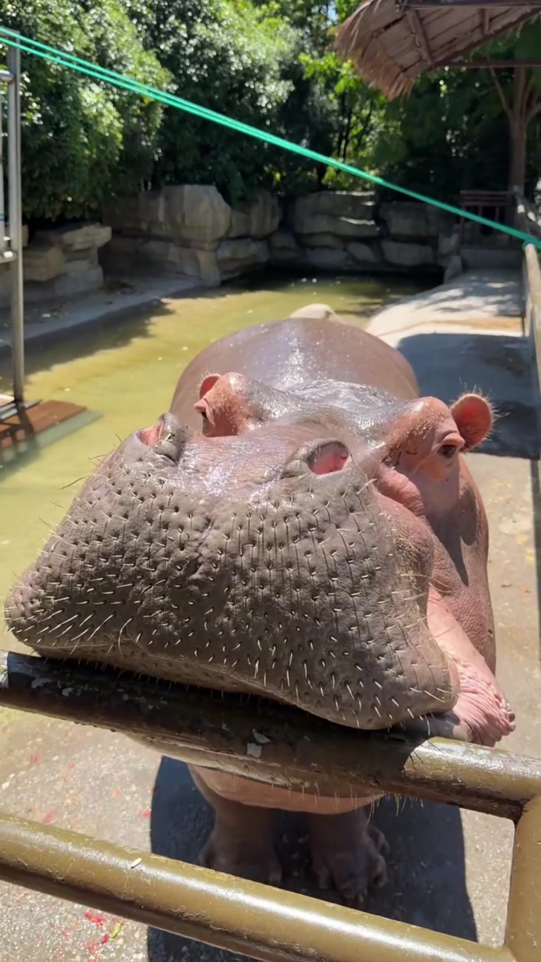 @Hippo