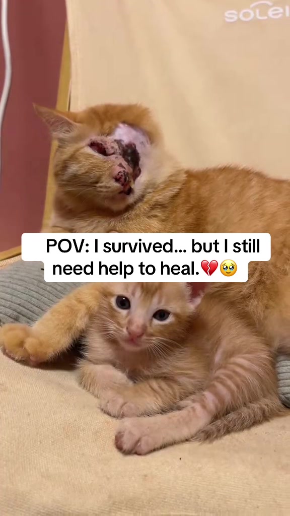 @Pamela rescue cats