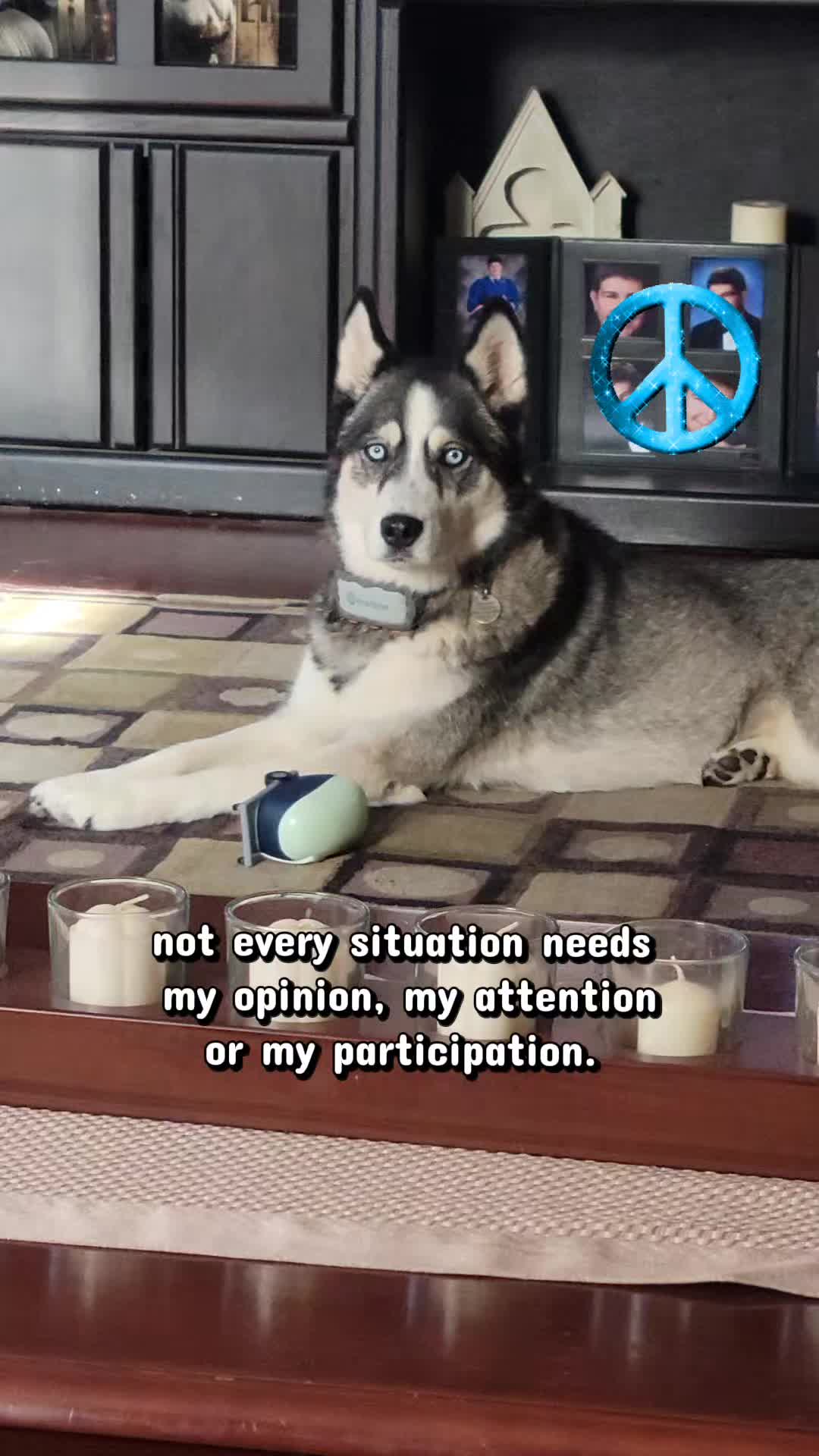 @the Hussey Husky
