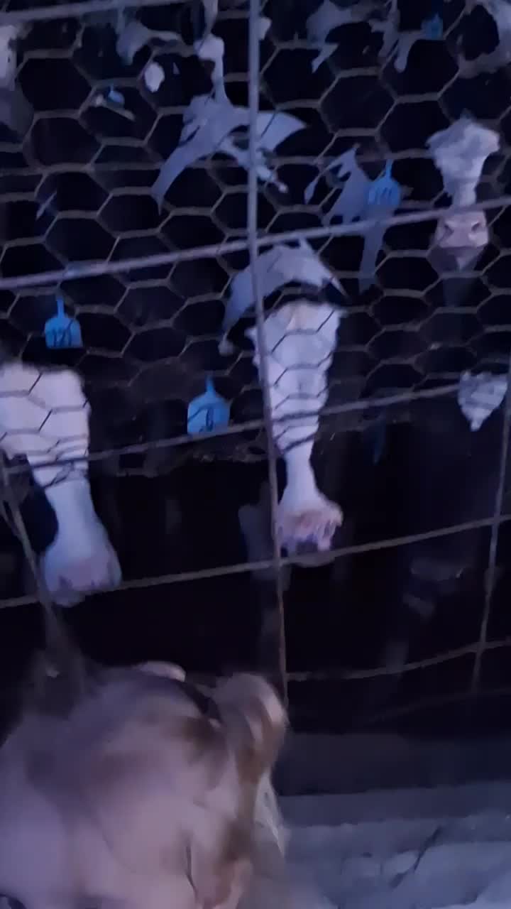 @Taylor | Sah{farm}m