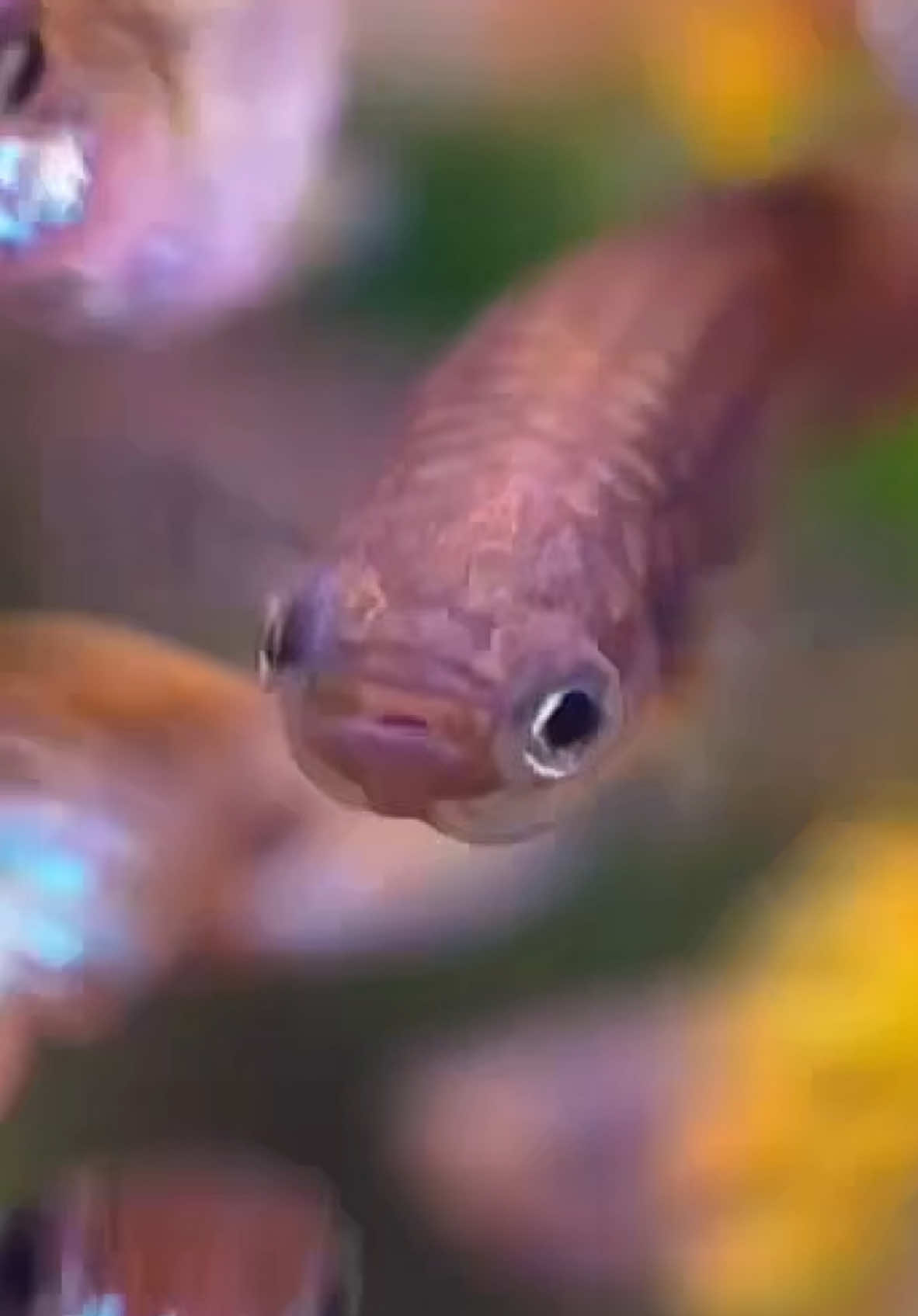 @Fish guy