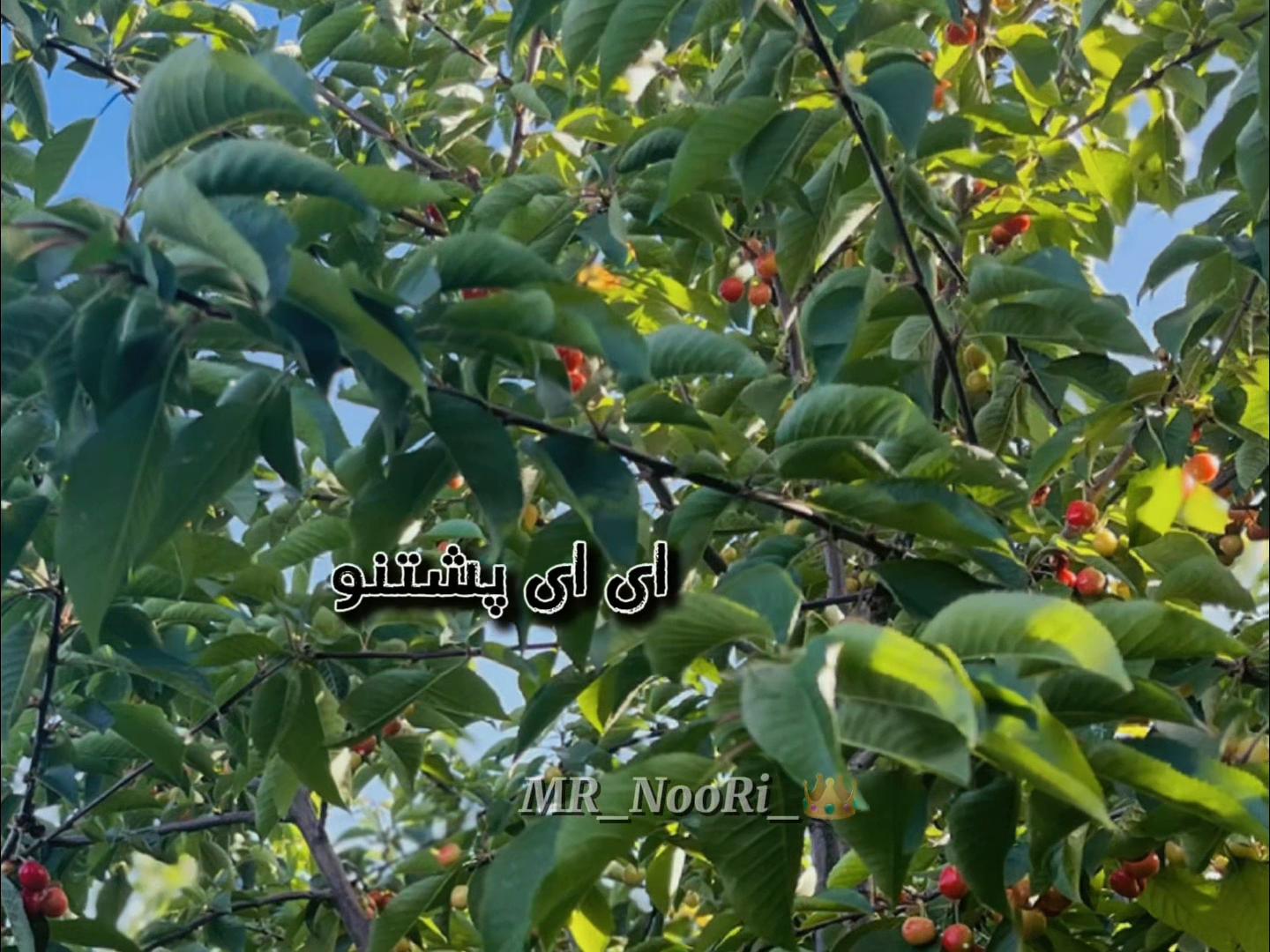 @islamic.tiktok.com2
