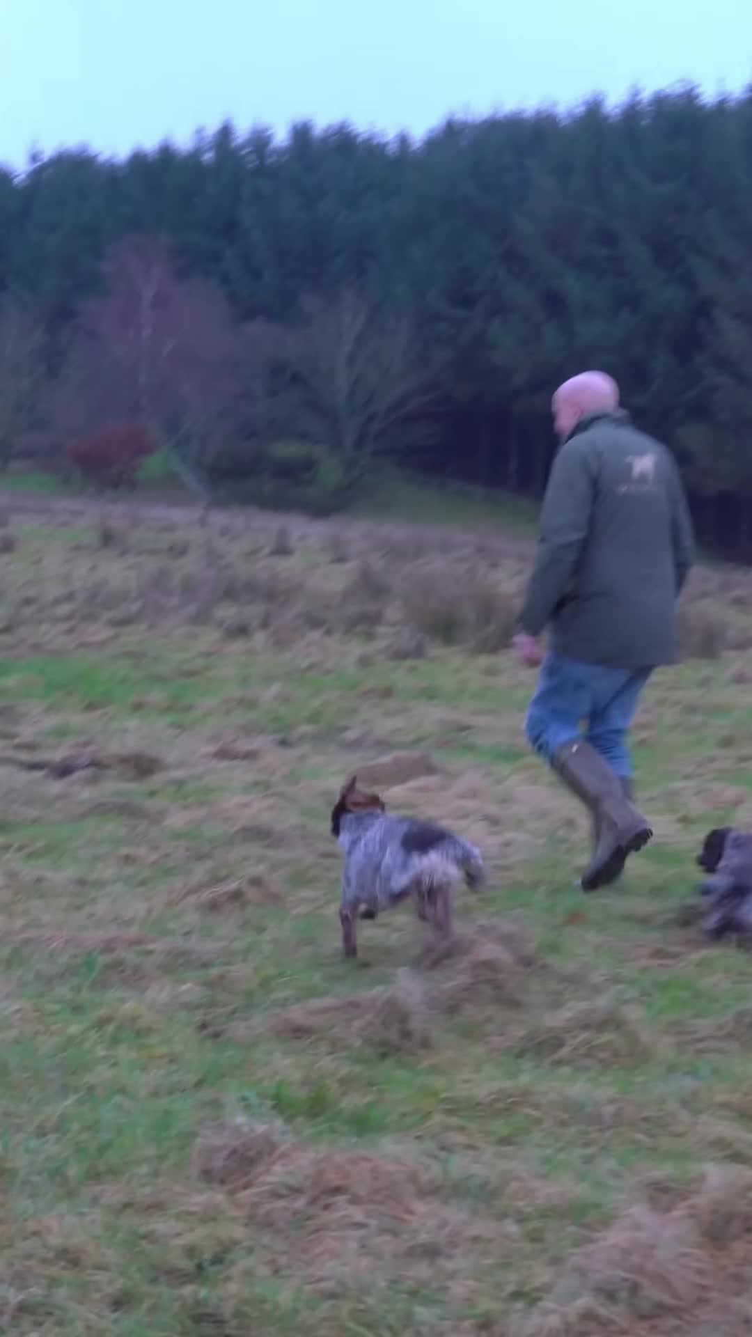 @Mordor Gundogs