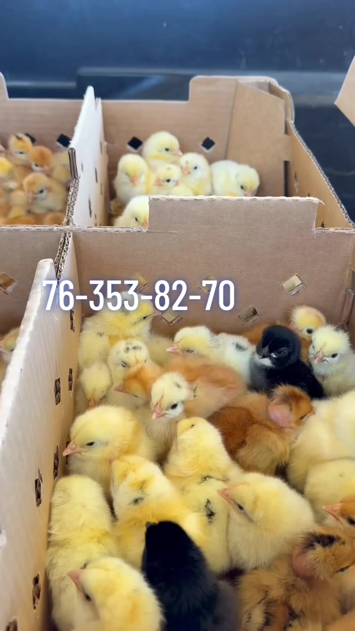 @NDIAYE-BREEDING 🐔