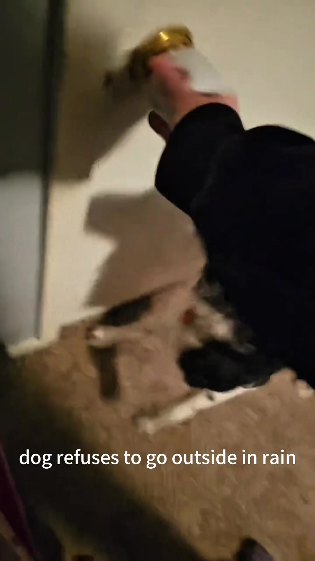 @funnyvideo3782