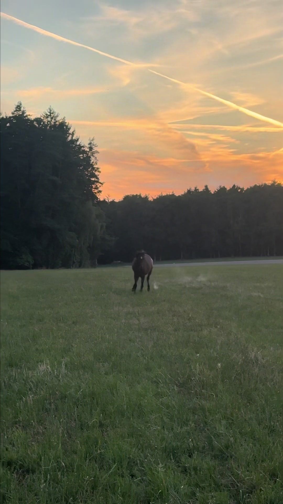 @FieryHorses ❤️&zwj;🔥