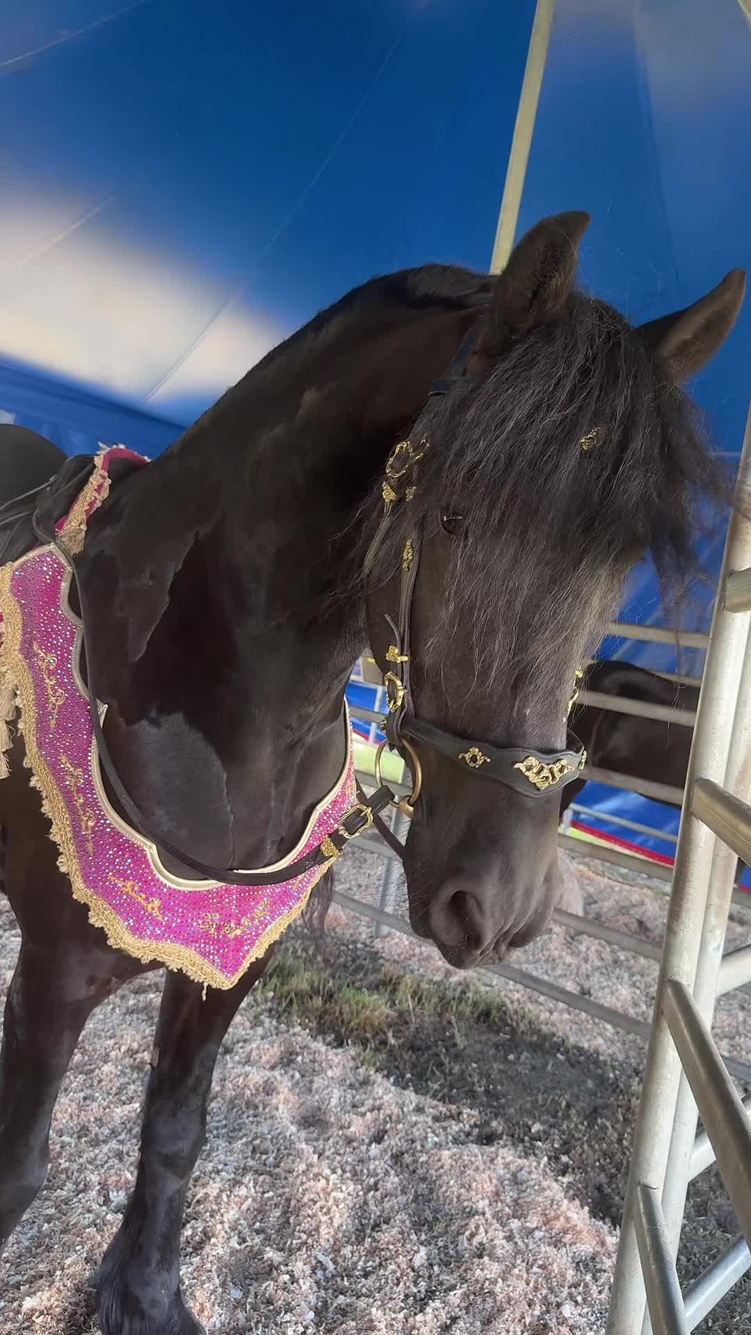 @Horses