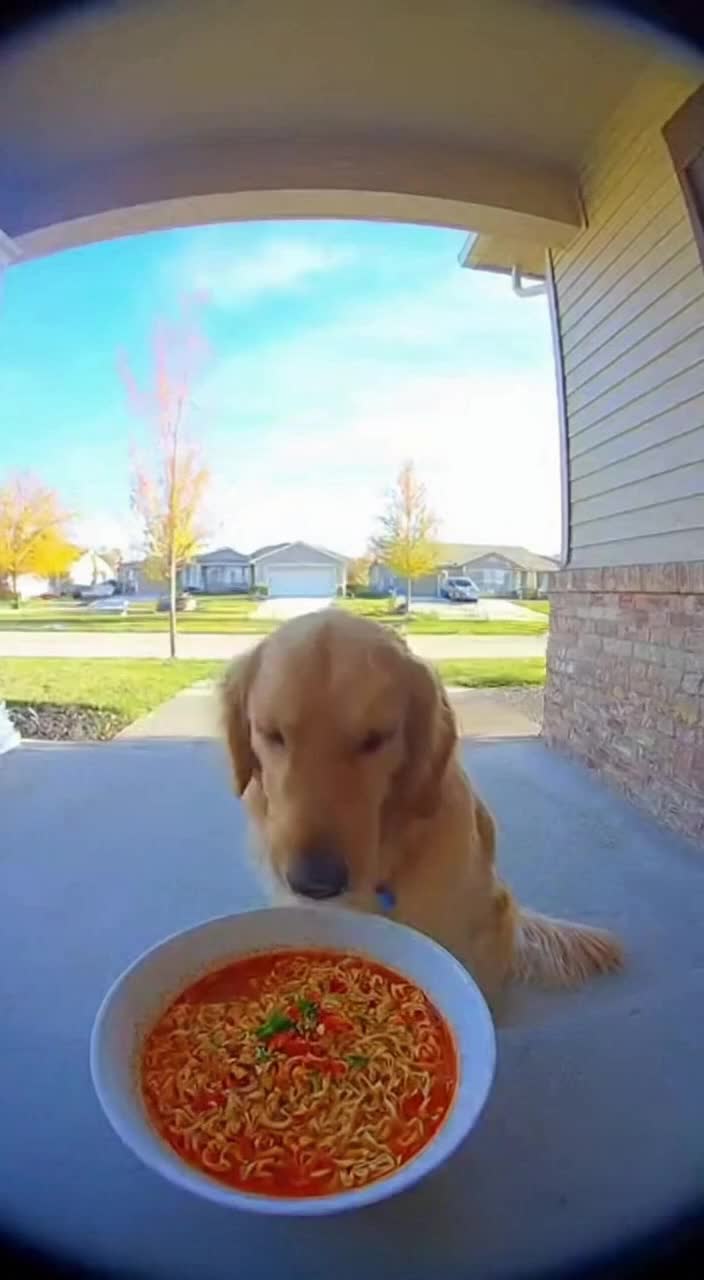 @Paw on Camera