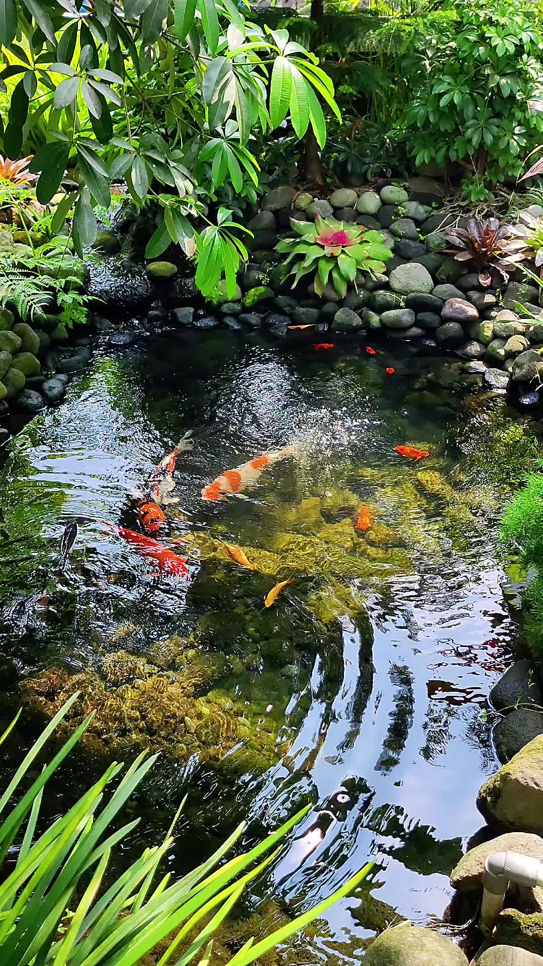 @Rumah Koi Prambanan