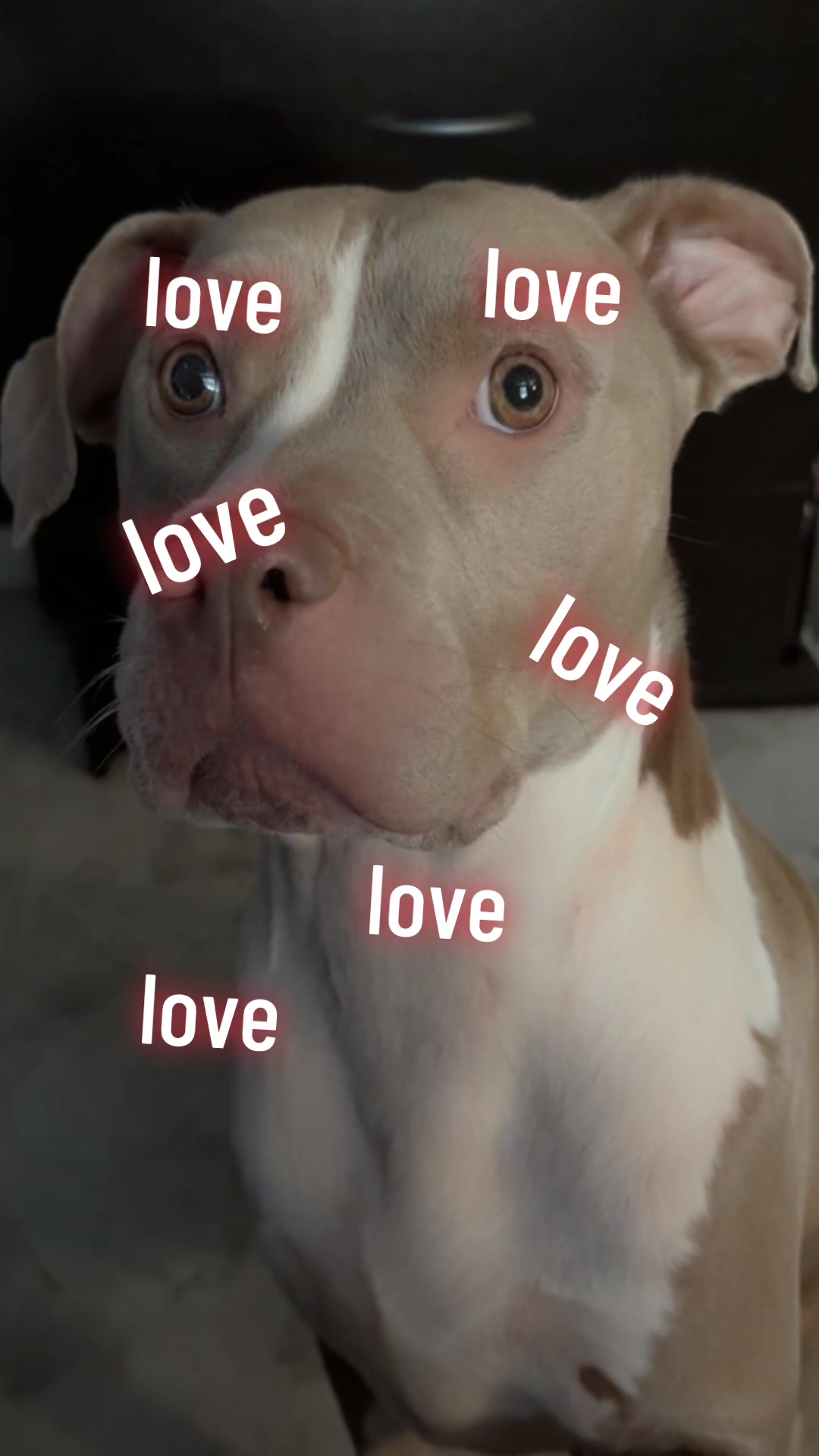 @Andy 🌷🐾