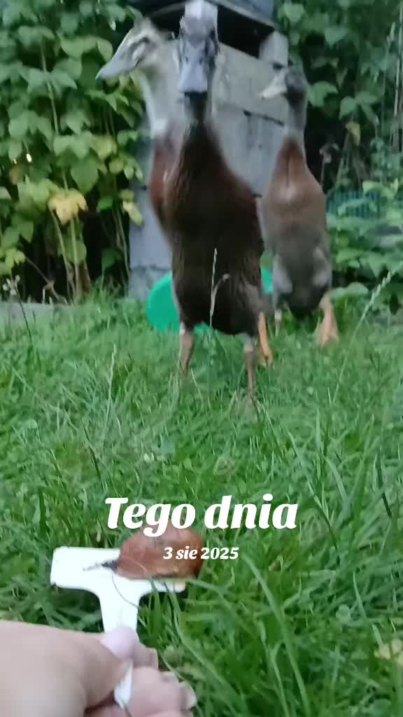 @Kaczogród u Milki🦆🦆🦆🦆