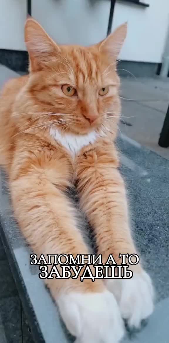 @GlaMurka🐈