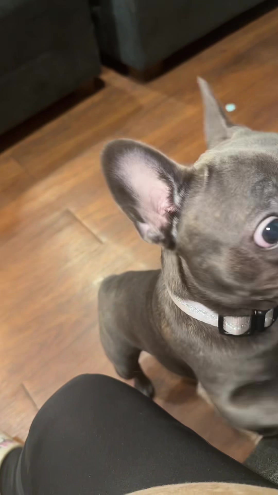 @Zoe Love The Frenchie