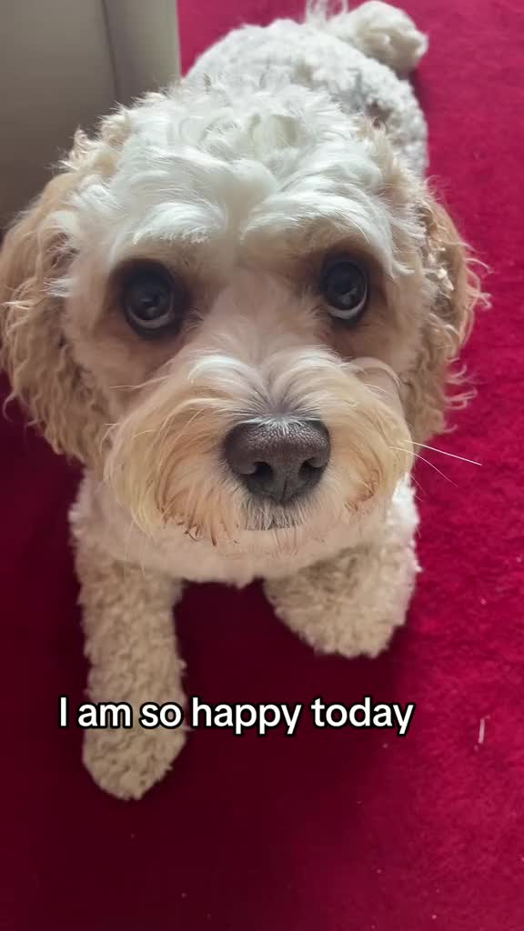 @My Cavachon