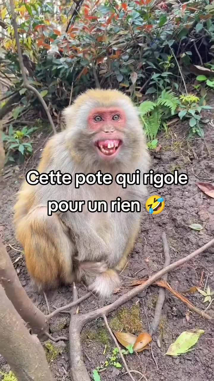 @FouRireAnimal