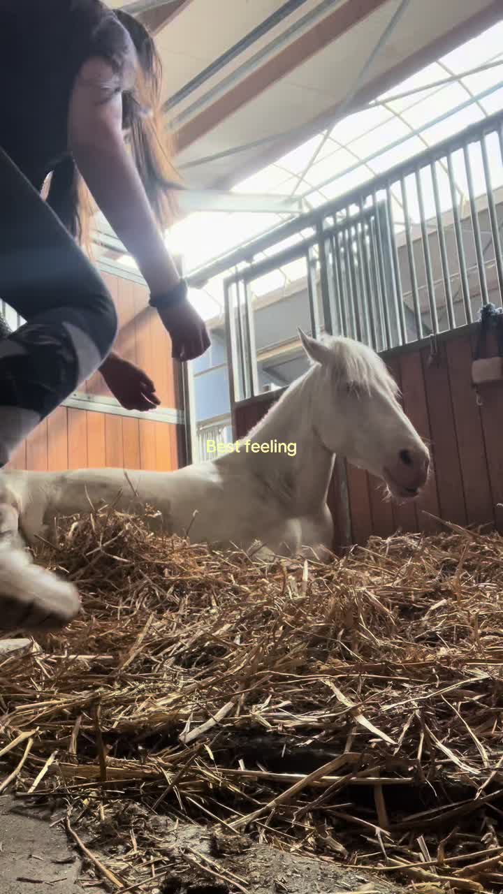@🇳🇱 yara’s horselife 🇳🇱