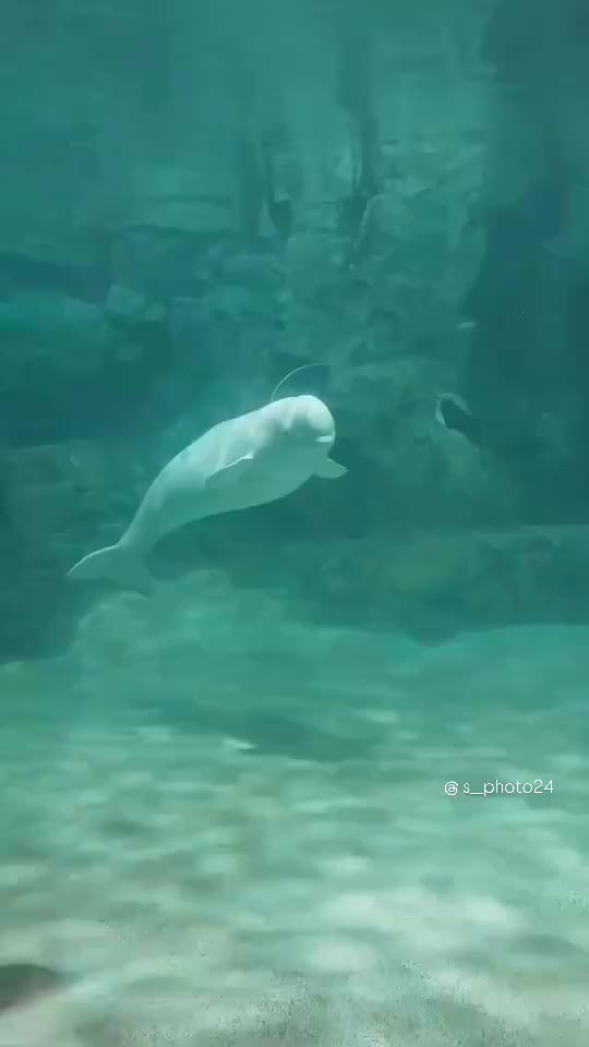@Whale - life in ocean