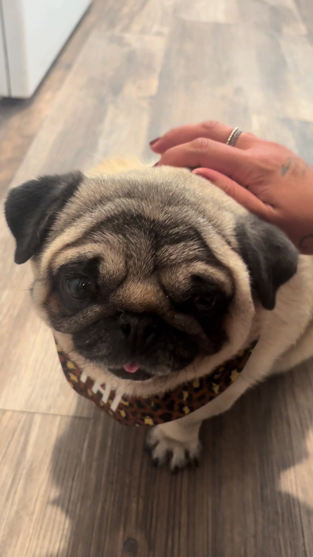 @Rocki the Pug 🐶
