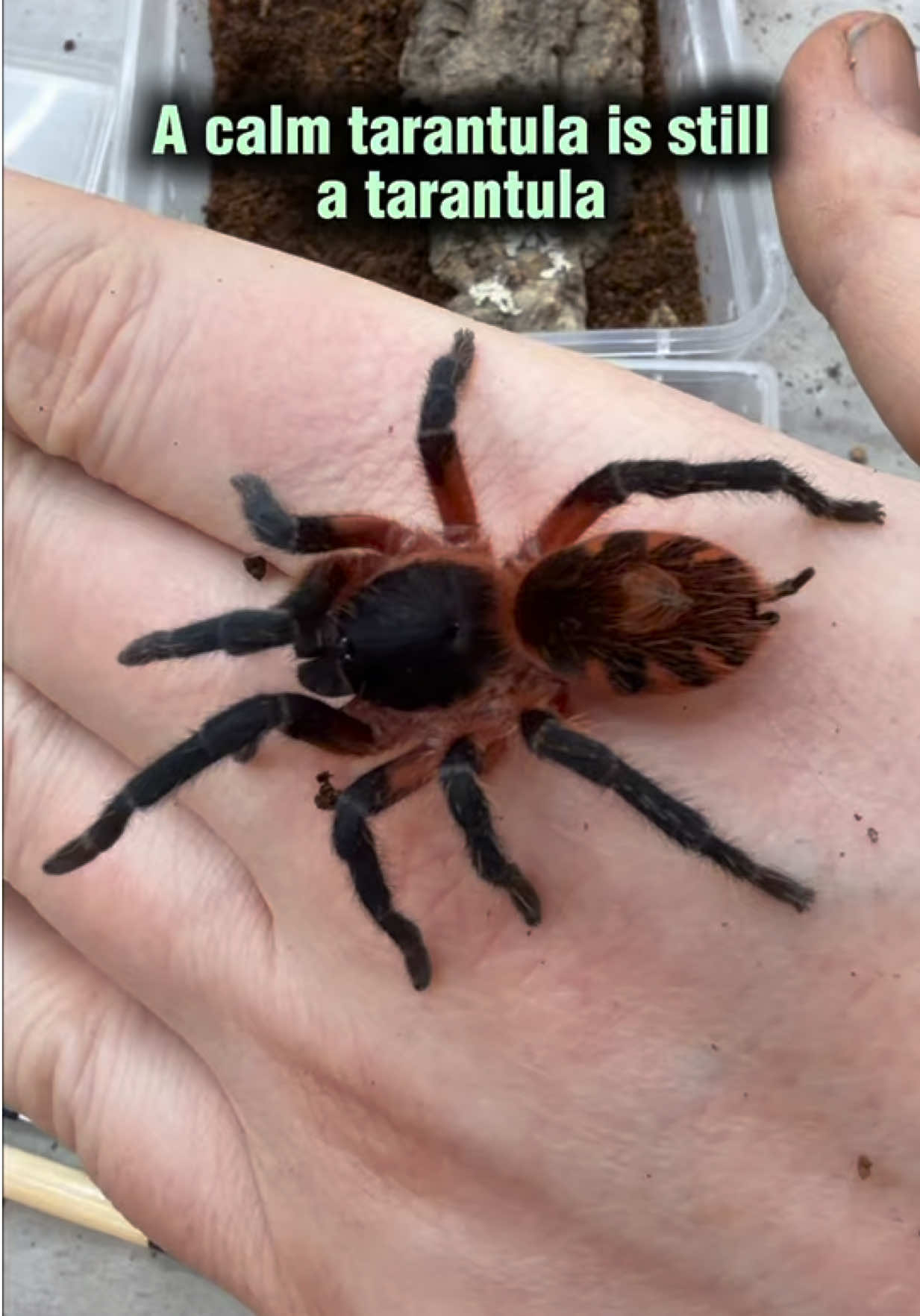 @Spider Conservatory