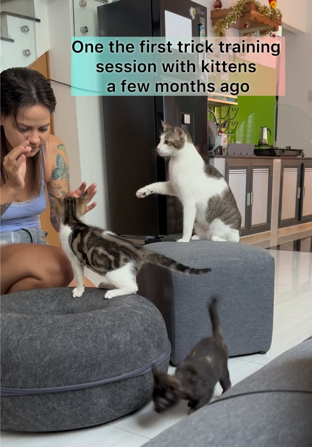@Three Cats | Behavior & Life