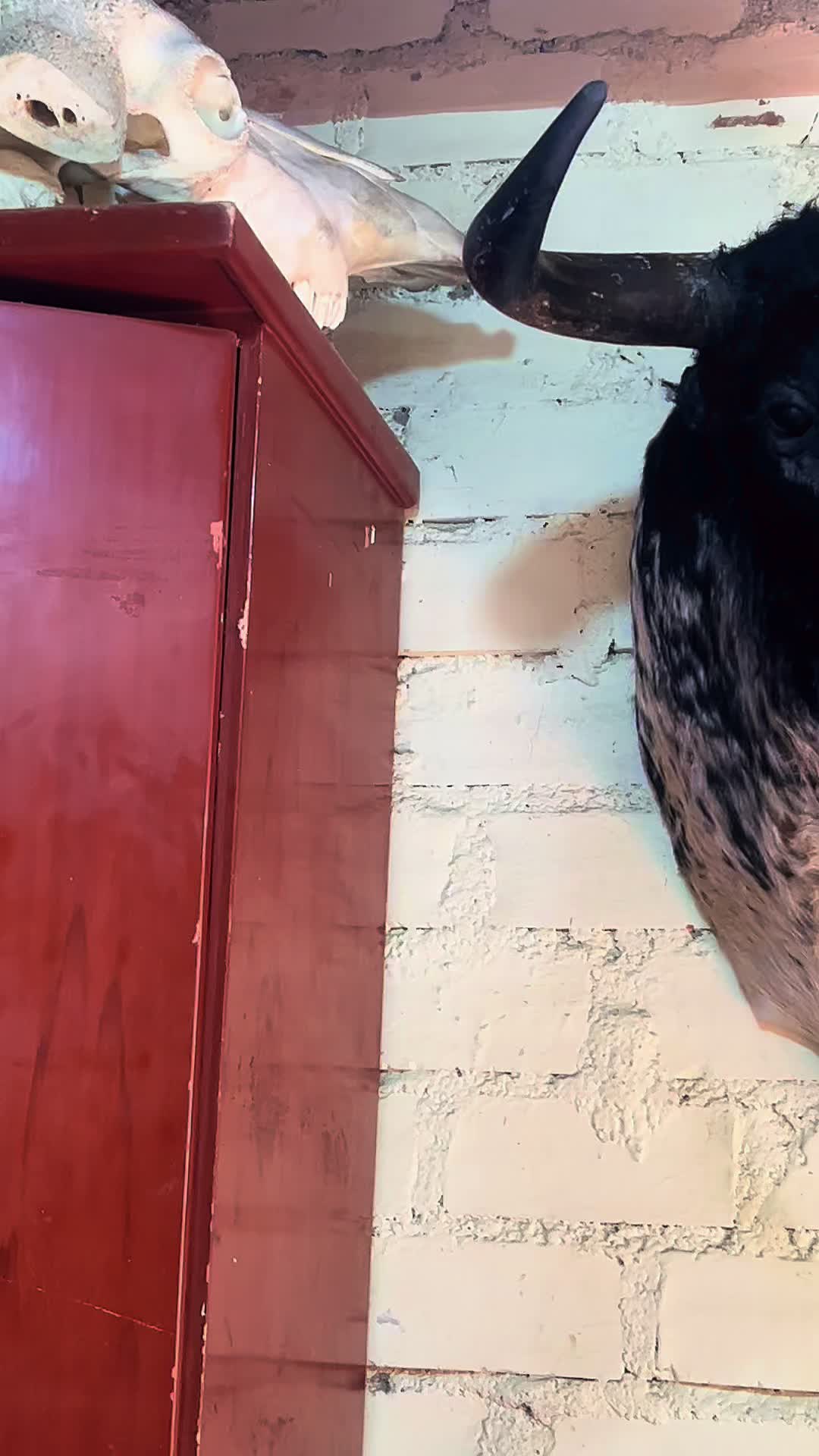 @taxidermiadecorperu