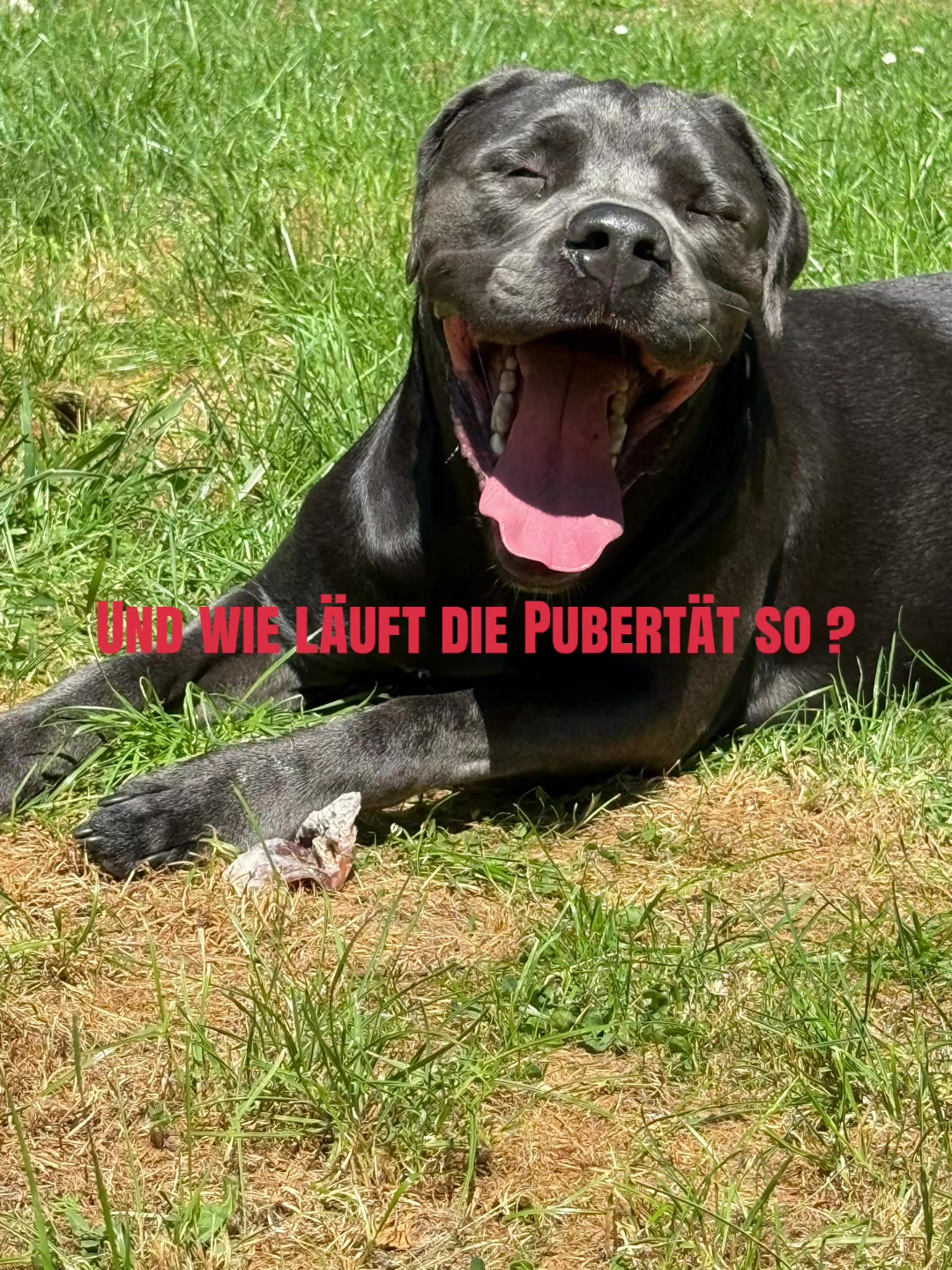 @Cane Corso Ayra 🐾
