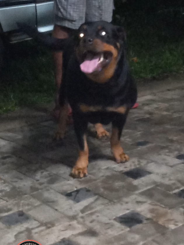 @Ranavirugama Kennel