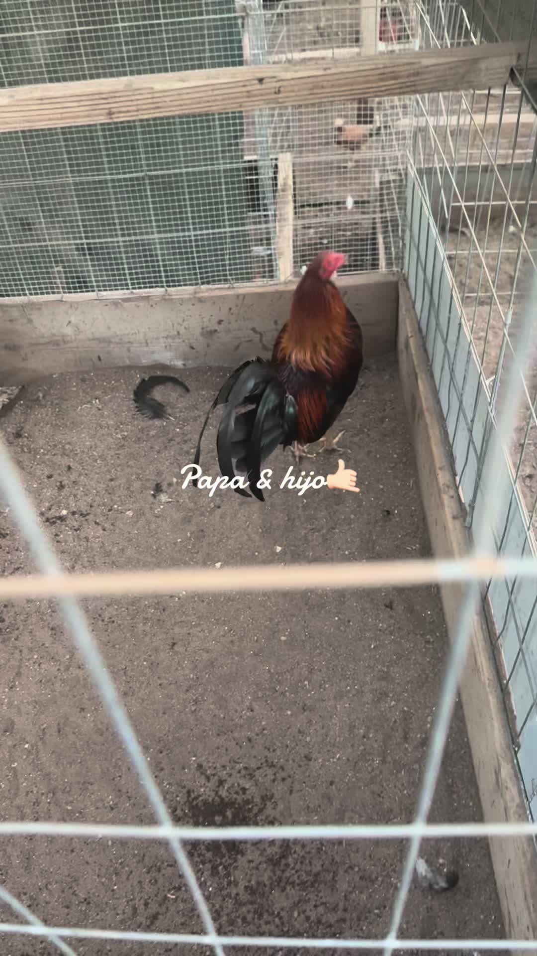 @los cal&eacute;ntanos game farm