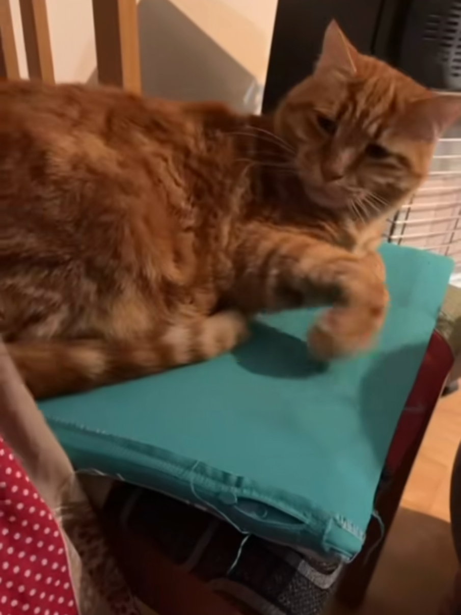 @Isobel ❤️ Pandora & SkifoGatti