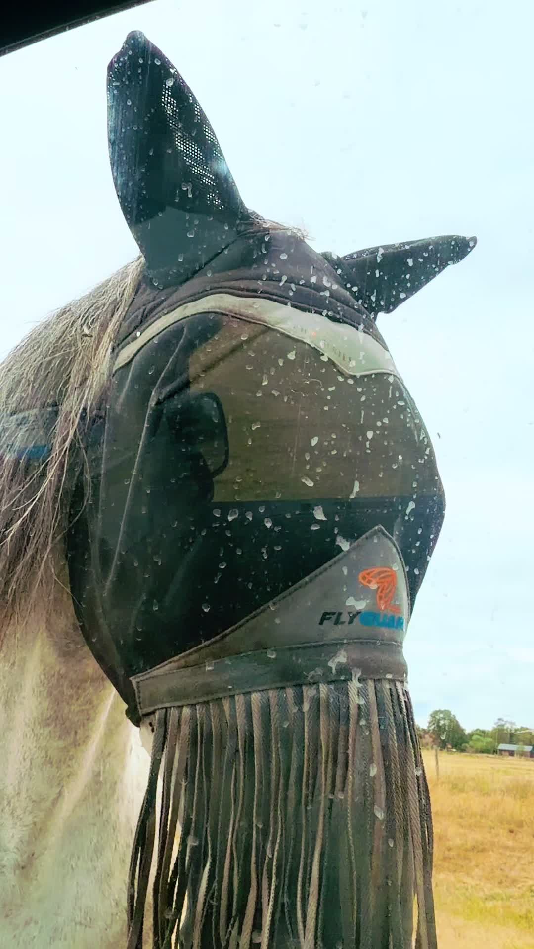 @Slough horses