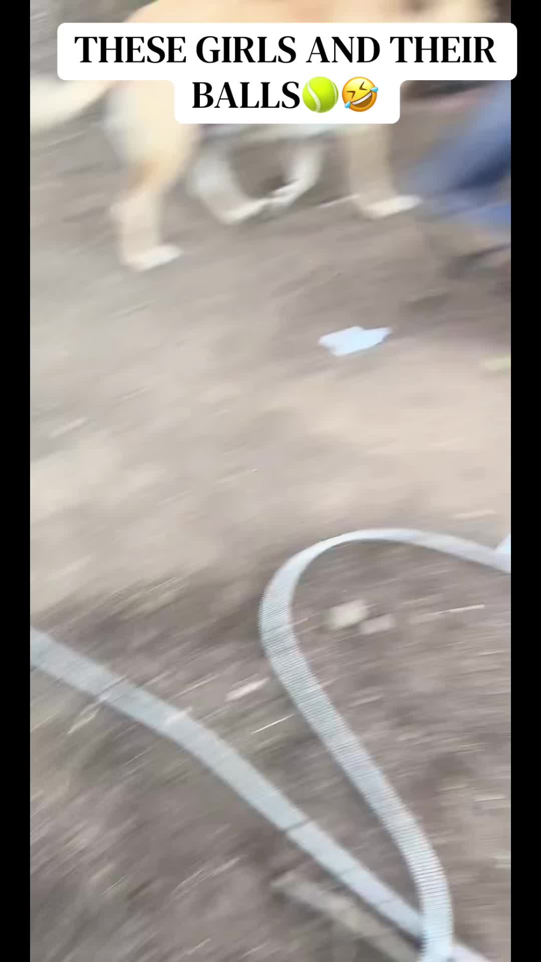 @miloodieclarkandbluespak