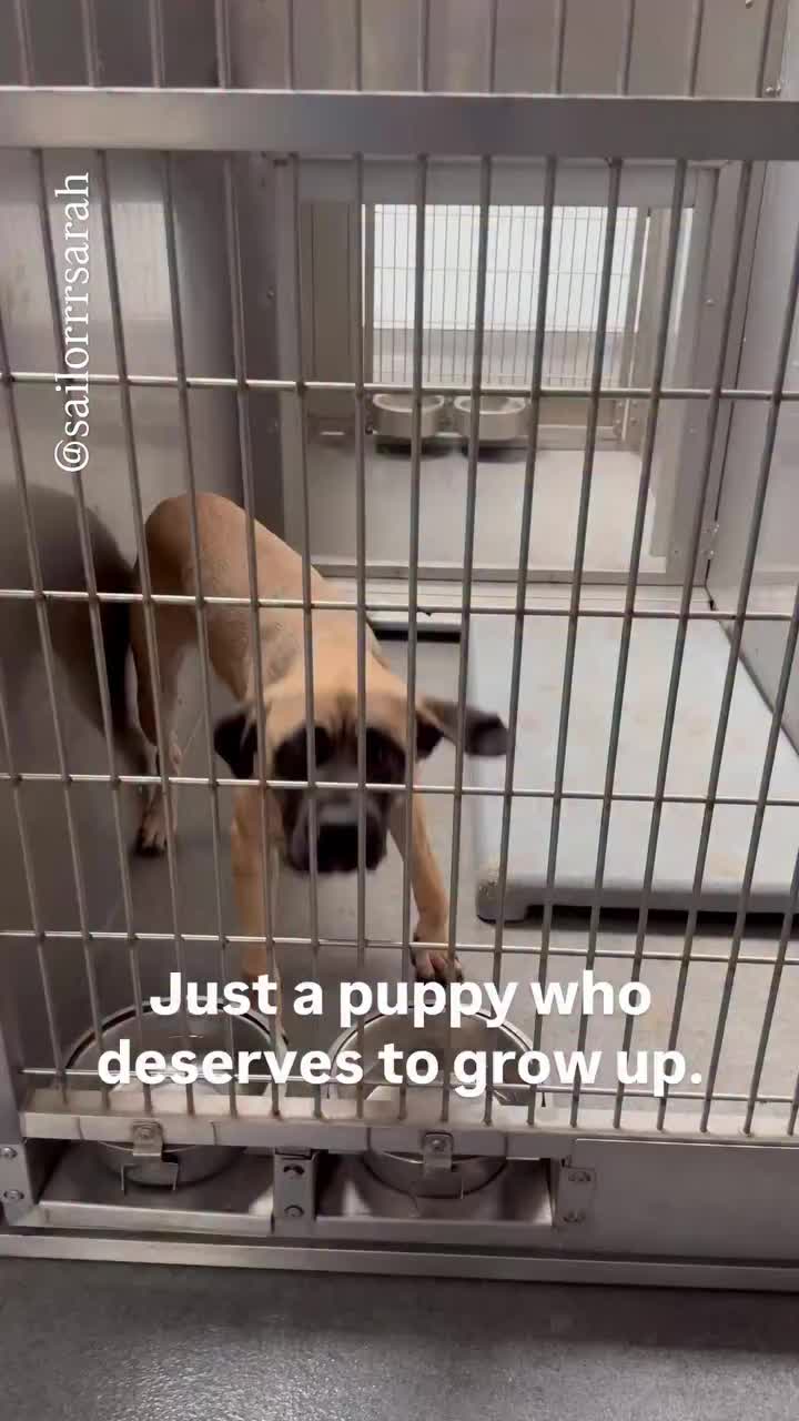 @Cane Corsos