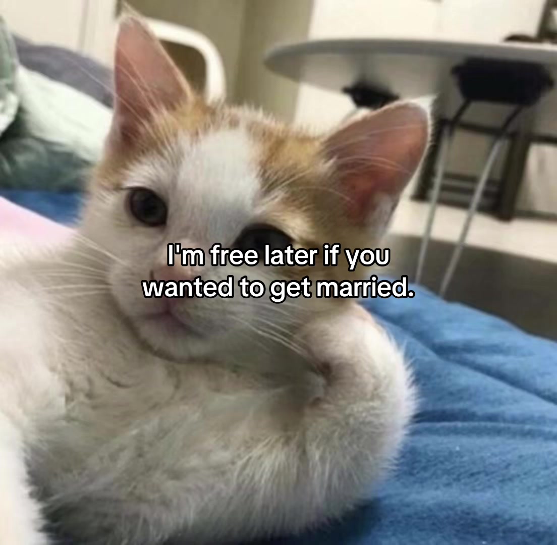 @Alice.cattok